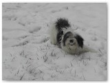 snow smiley riley