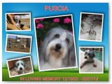 Puscia Memory Collage